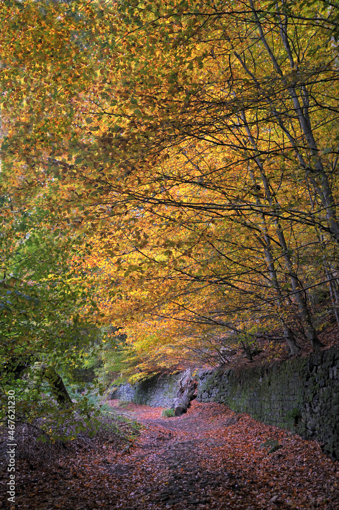 sunlit footpath next to a moss covered stone wall in autumn woodland with orange and golden leaves sunlit footpath next to a moss covered stone wall in autumn woodland with orange and golden leaves