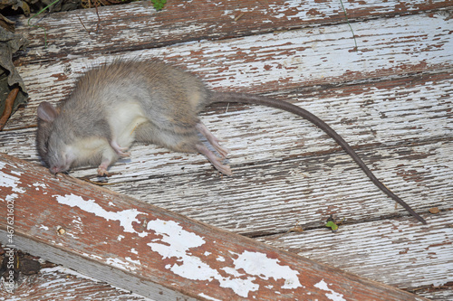 Rat mort. photo