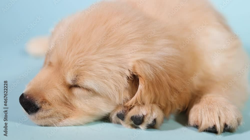 Golden retriever puppy dog asleep for a nap Golden retriever puppy dog asleep for a nap