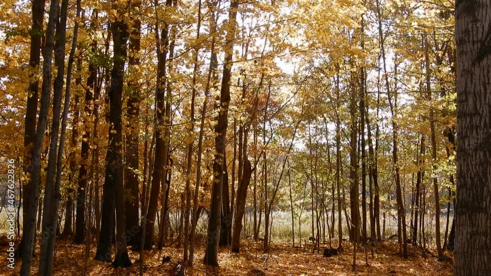 Golden Sunset Autumn Leaves Falling In Forest In Fall 002 Golden Sunset Autumn Leaves Falling In Forest In Fall 002