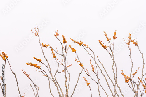 Orange ocotillo blooms against white sky photo