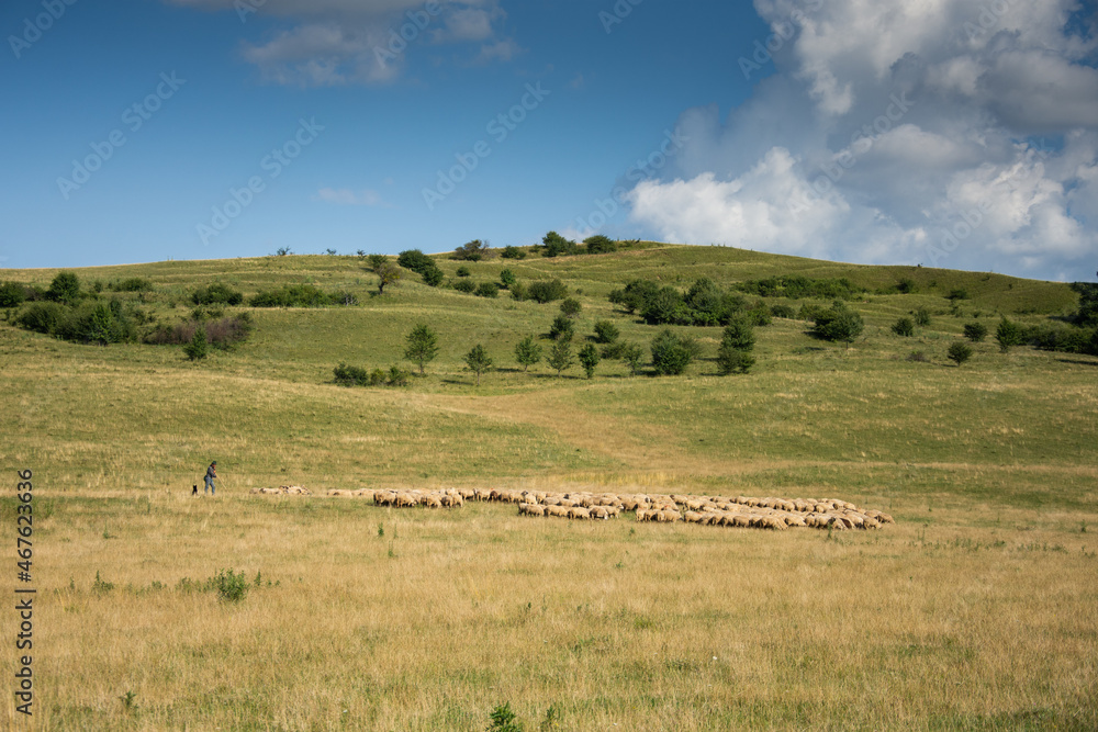  a shepherd with herd of sheeps in  Romania 