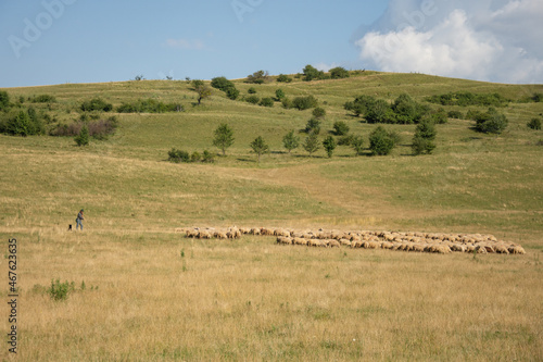  a shepherd with herd of sheeps in  Romania 