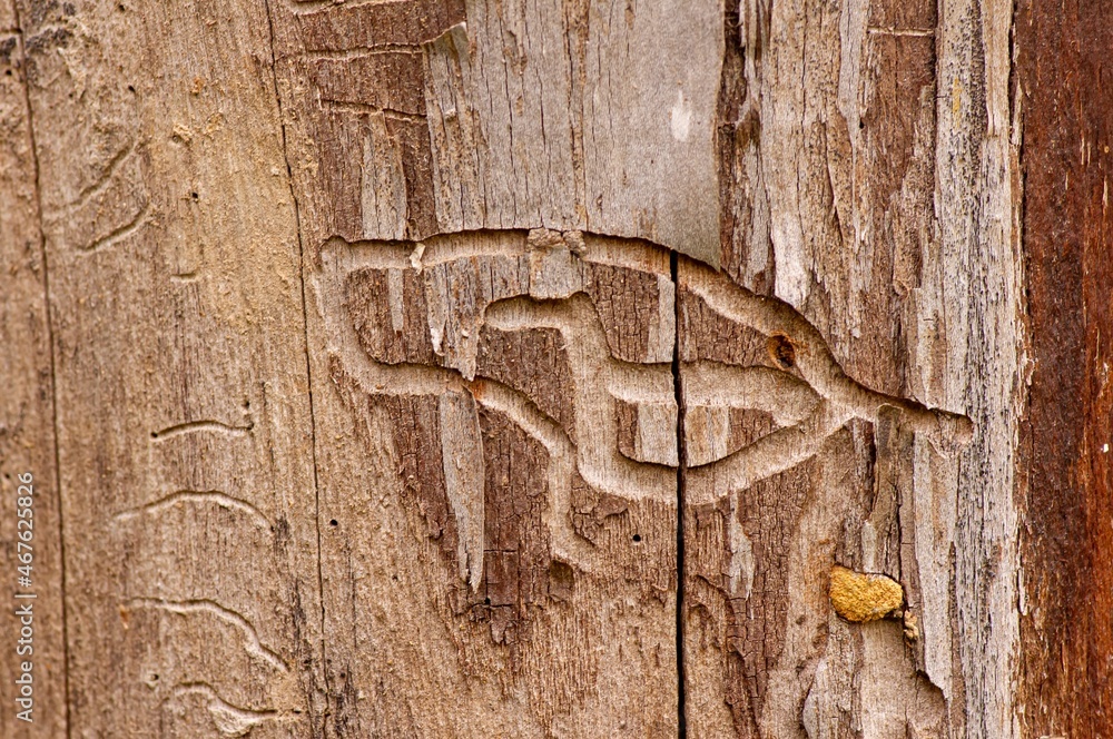 Termite marks, natural carving by termites in dry teak wood (Tectona