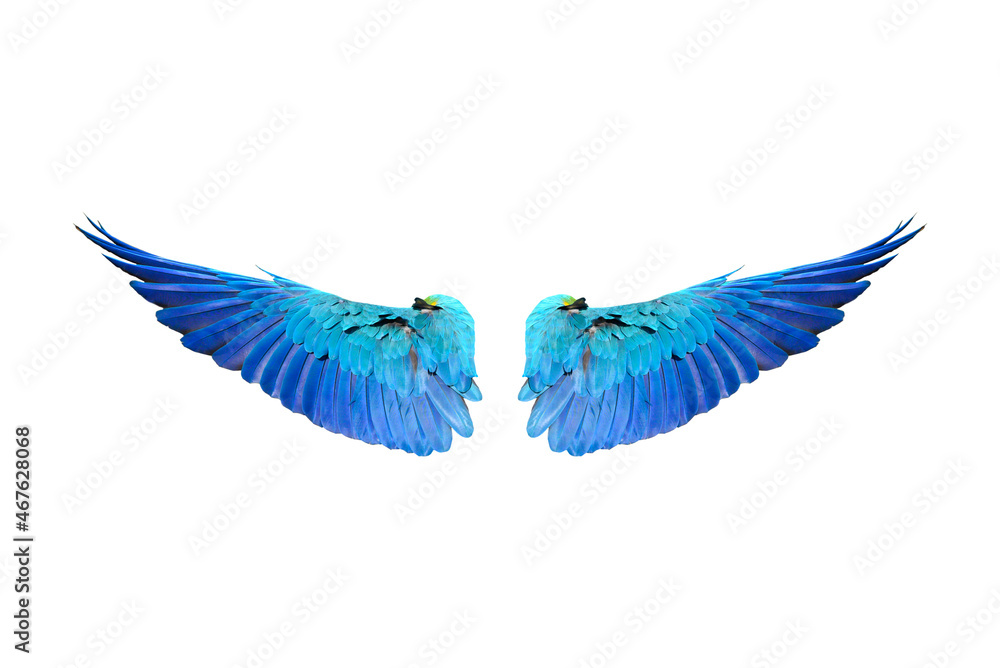 Macaw wings isolated on white background