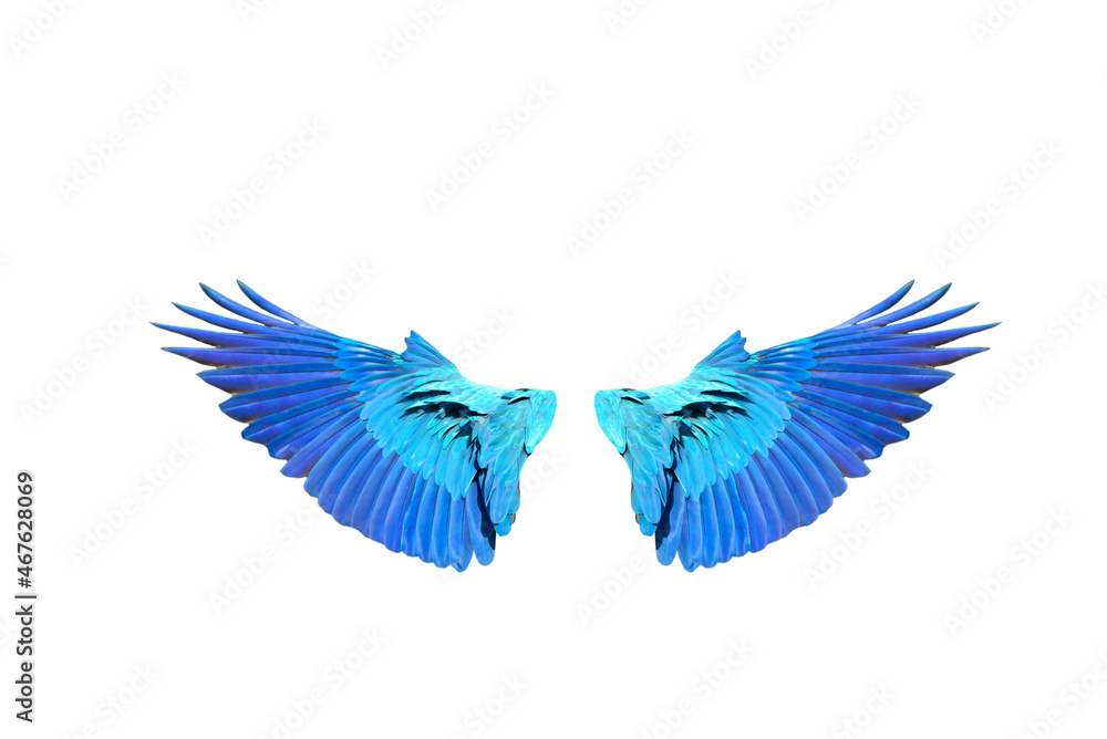 Obraz premium Macaw wings isolated on white background