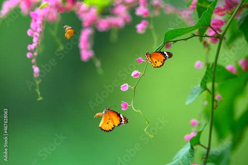 a butterfly is flying on a beautiful flower