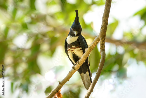 Closeup Black baza , A small falcon with black and white feathers photo