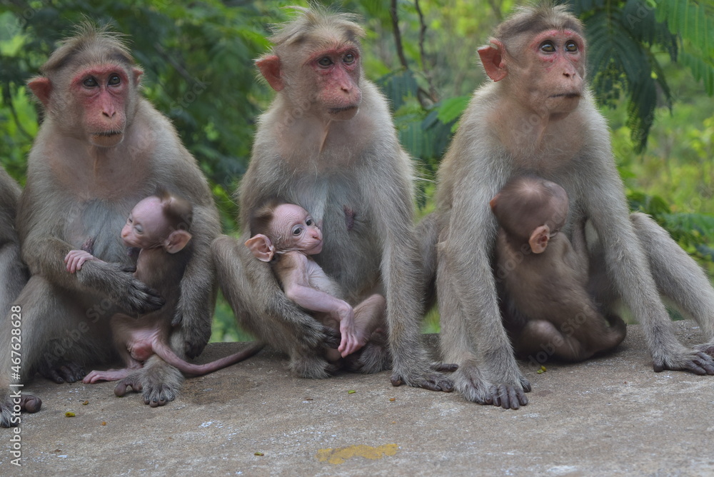 Monkey mother and baby Monkey mother and baby