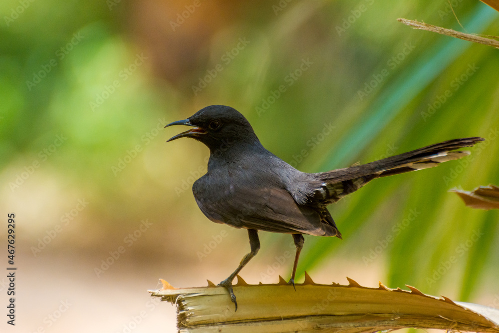 Naklejka premium Black scrub robin
