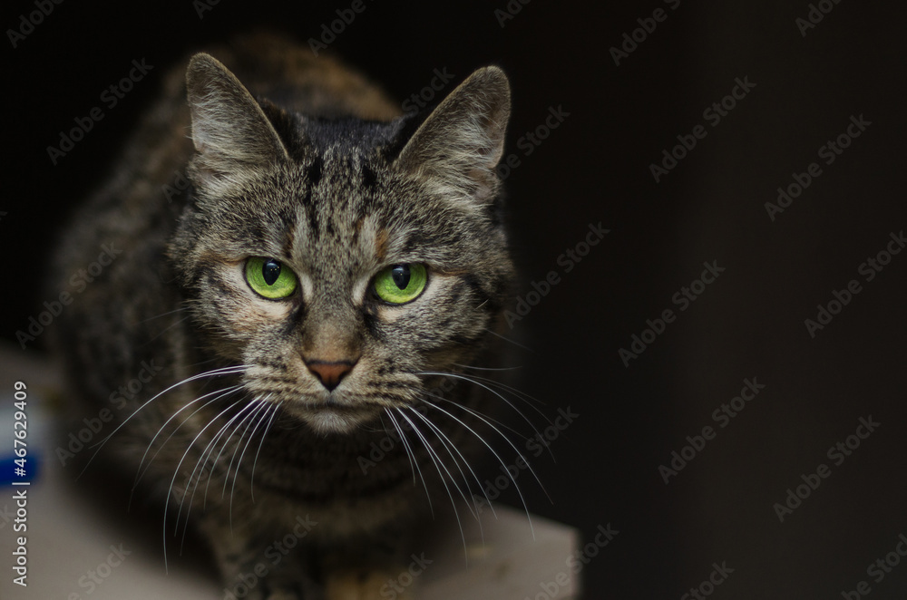 domestic cat with bright green eyes domestic cat with bright green eyes