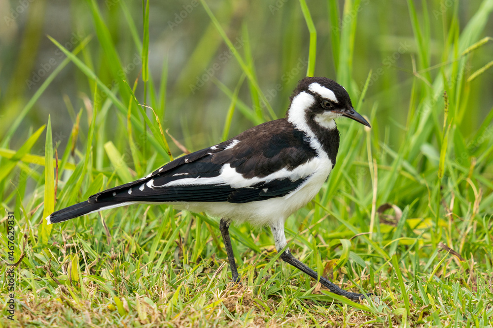 Magpied Lark searching i the grass for food Magpied Lark searching i the grass for food