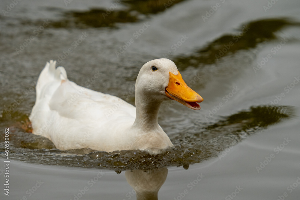 Pekin duck swimming with beak slightly open