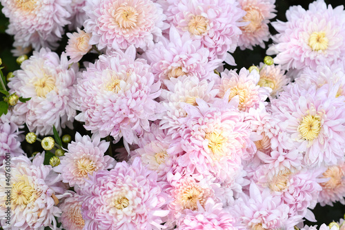 Chrysanthemum grandiflorum Ramat. Holyday Rose