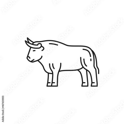 Bull symbol of Portuguese corrida isolated thin line icon. Vector farm cow or buffalo, beef mammal with horns. Traditional Spain and portugal animal, bullfight contests ox. Taurus horoscope sign