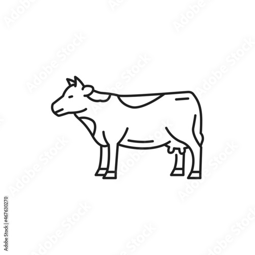 Alpine cow farm cattle isolated heifer livestock animal thin line icon. Vector spotted animal with small horns  ranch or farm calf portrait. Beef or veal meat cattle  dairy cattle  heifer giving milk