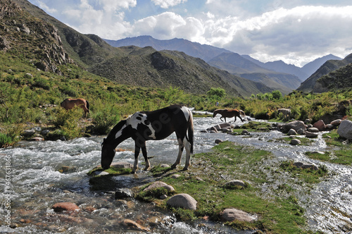 Caballos Salvajes