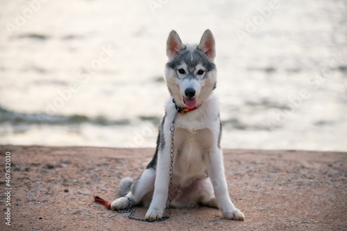 Portrait of syberian husky puppy at sand beach photo