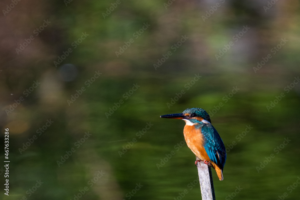 Female common Kingfisher perching on a tree branch with green background. Female common Kingfisher perching on a tree branch with green background.