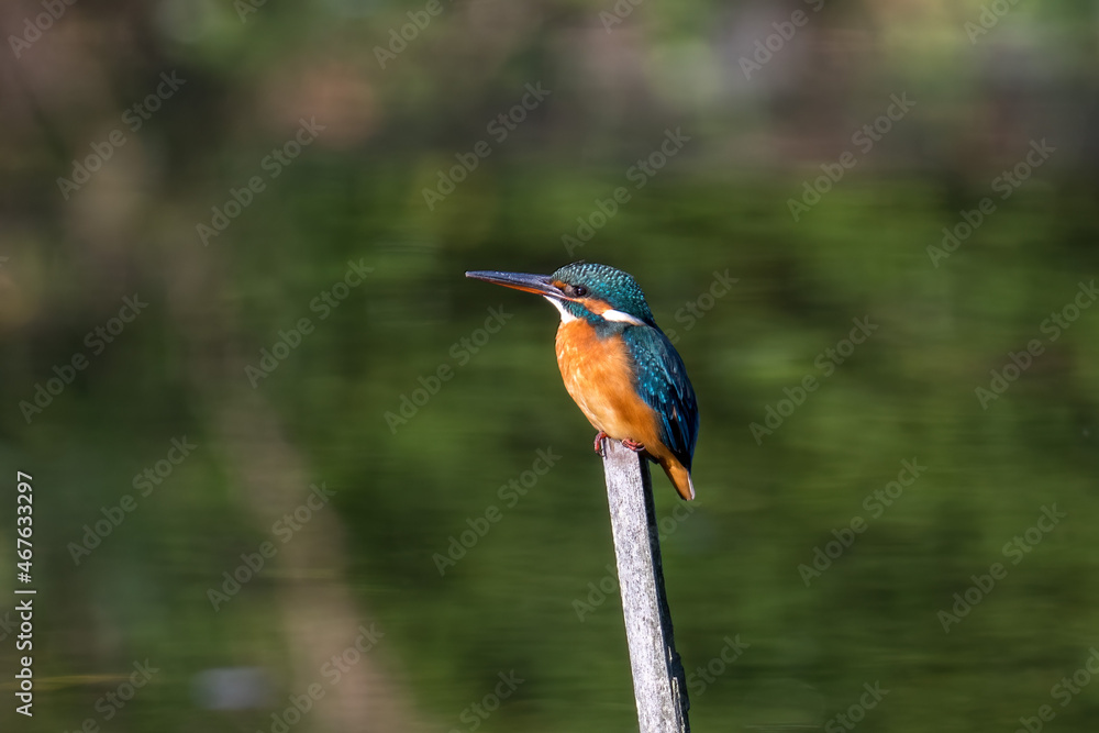 Fototapeta premium Female common Kingfisher perching on a tree branch with green background.