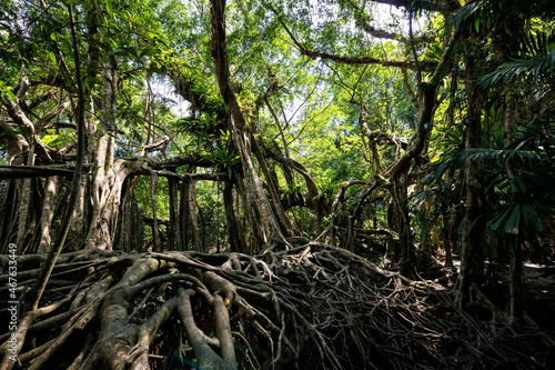 Old banyan tree forest at Little amazon  Phang Nga
