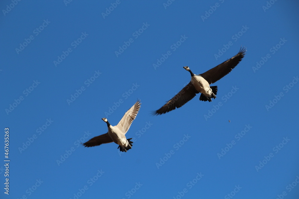 Fototapeta premium geese above