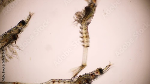 Closeup mysis stage of Vannamei shrimp in light microscope, Shrimp larvae under a microscope, Shrimp, White shrimp, Nauplius, Zoea, Mysis, Larvae. photo