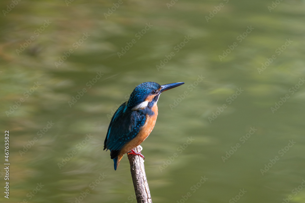 Female common Kingfisher facing right perching on a tree branch with green background. Female common Kingfisher facing right perching on a tree branch with green background.
