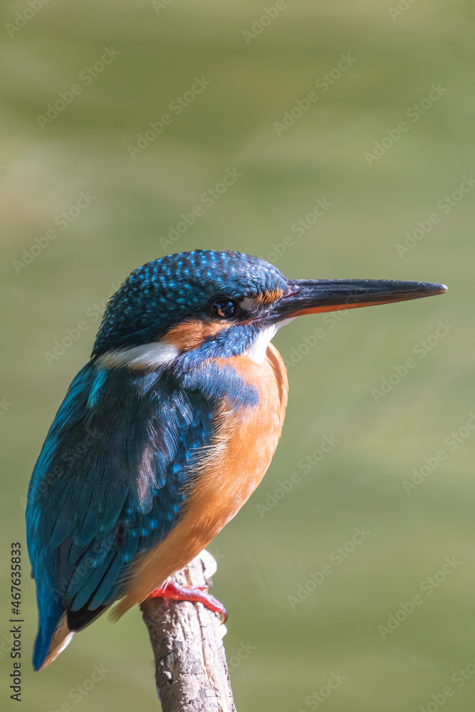 Female common Kingfisher facing right perching on a tree branch with green background. Female common Kingfisher facing right perching on a tree branch with green background.