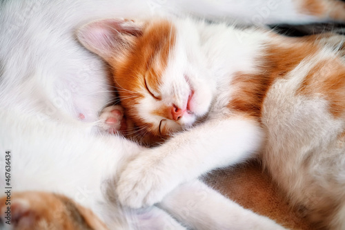 Little cute kitten cat sleeping with her mother. © Cagkan