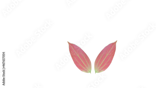 Isolated pink leaves on a white background  With Clipping Path .