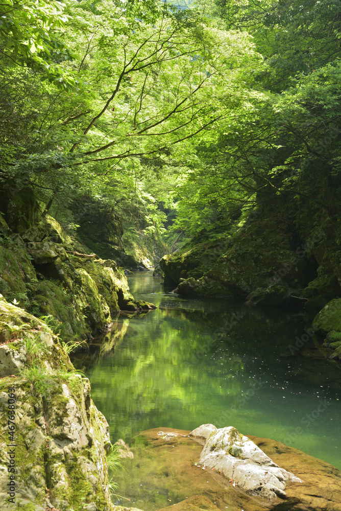 太古の森