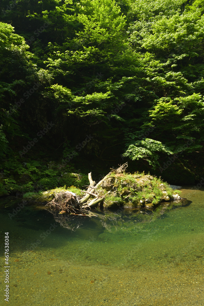 太古の森