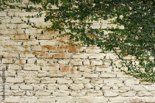 White brick wall in the garden with tangled ivy.