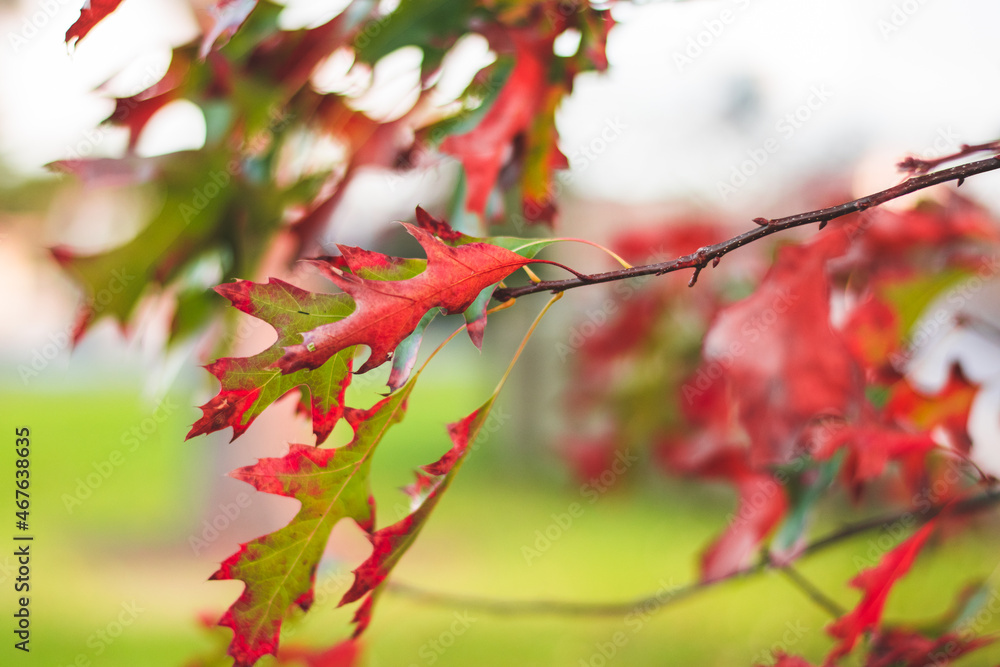 Winter Autumn orange falling leaves photography Auckland Winter Autumn orange falling leaves photography Auckland