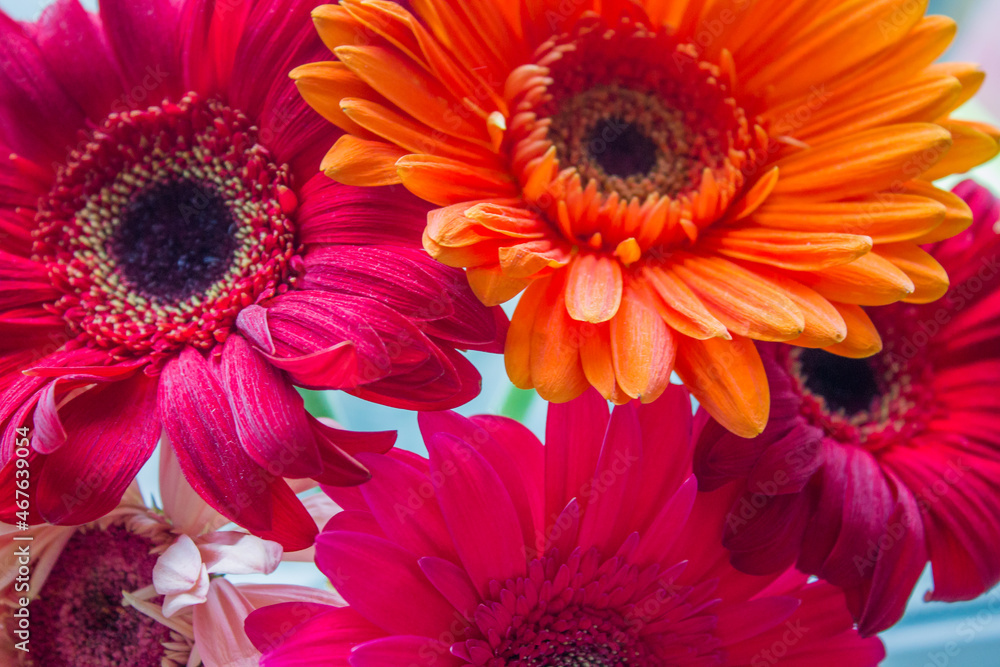 bouquet of gerberas. Pink and orange gerberas. beautiful flowers. background from flowers. floral pattern. bouquet of gerberas. Pink and orange gerberas. beautiful flowers. background from flowers. floral pattern.