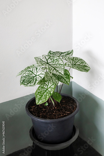 Caladium in black plant pot with white and green leaves in flower pot put in the corner of the room