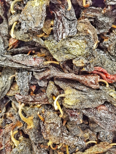 bark of a tree