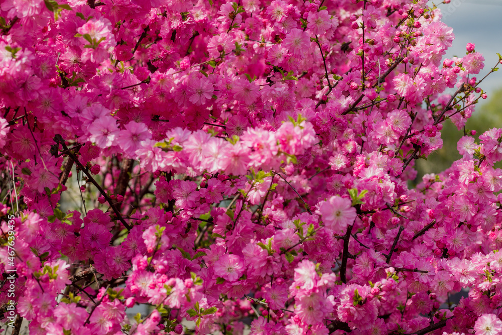 pink beautiful sakura flowers. far eastern ornamental cherry.