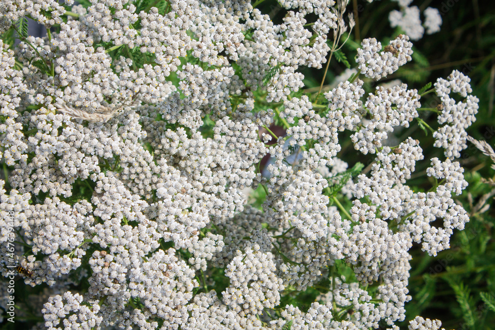 glade with yarrow. beautiful little white flowers. view from above glade with yarrow. beautiful little white flowers. view from above