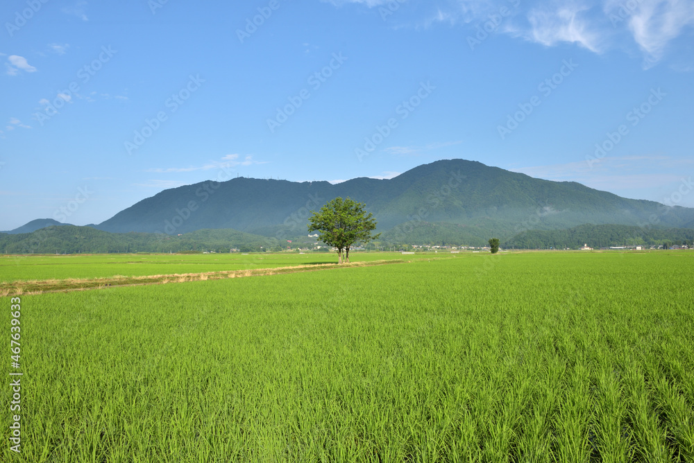 越後平野の風景