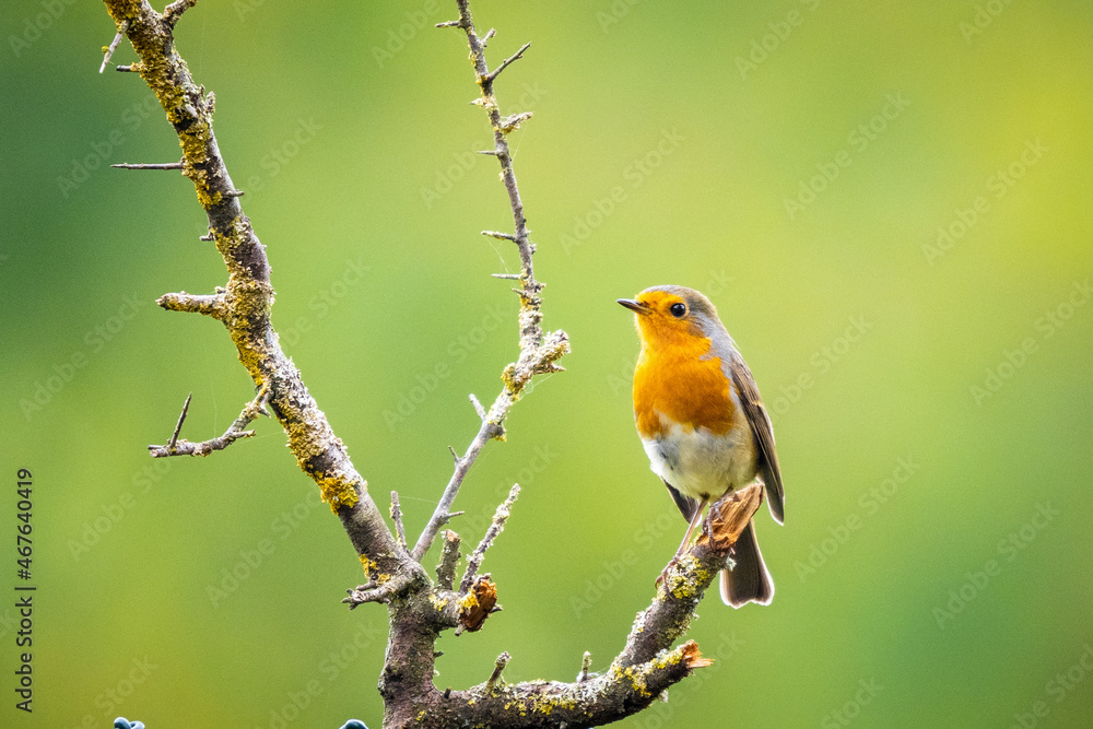 Robin in Backyard