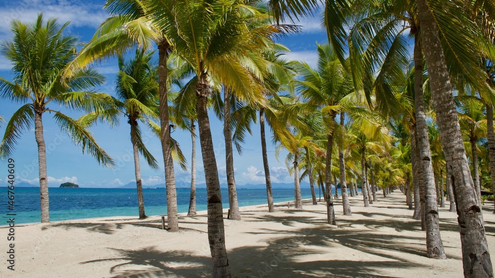 palm trees on the beach
