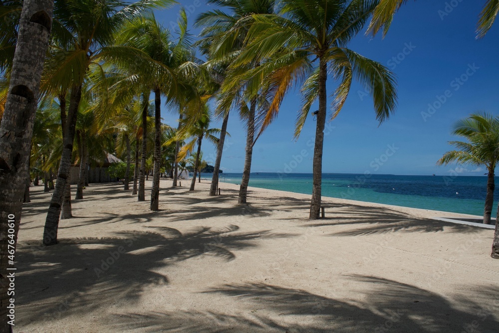 Fototapeta premium palm trees on the beach