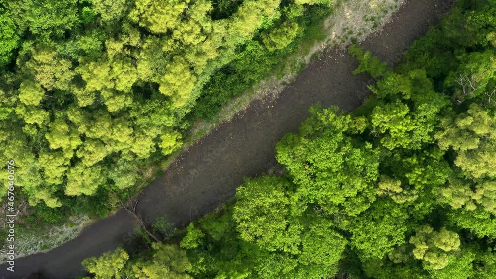 The river flows in the forest. The river flows in the forest.