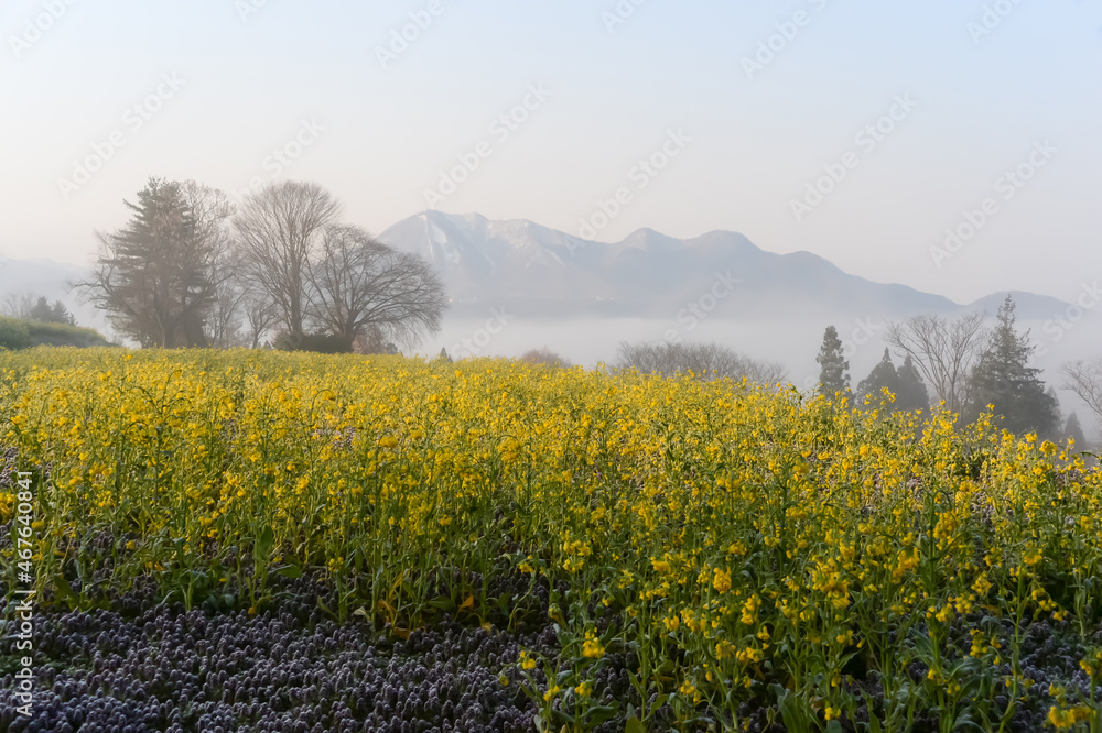 Obraz premium 早朝に見える一面に咲く菜の花【長野県千曲川】