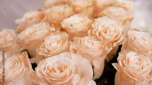 white roses background of roses. beautiful background
