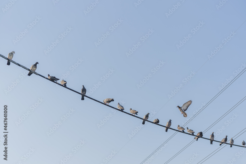 Pigeons hanging on electricity wire concept of social distancing. Pigeons hanging on electricity wire concept of social distancing.