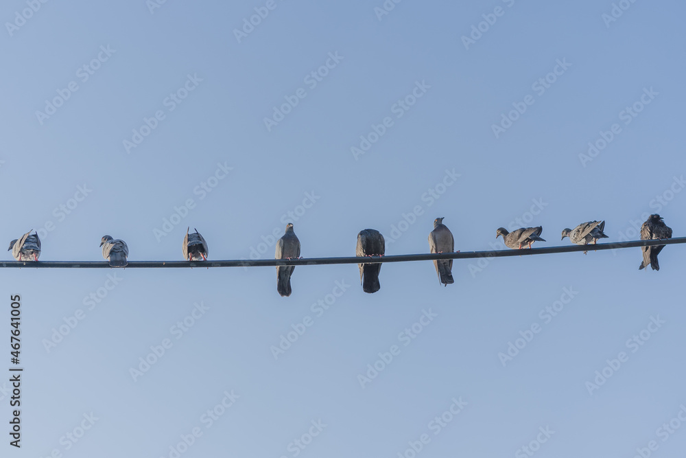 Pigeons hanging on electricity wire concept of social distancing. Pigeons hanging on electricity wire concept of social distancing.