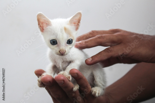 white kitten on hand